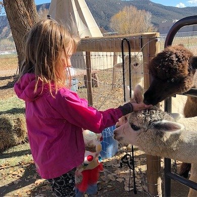 Petting alpacas at Sopris Alpaca Farm - the best fun free things to do near Glenwood Springs . Free activity for kids in Colorado