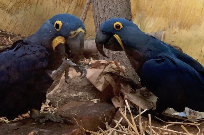 Blue Macaw Pueblo Zoo