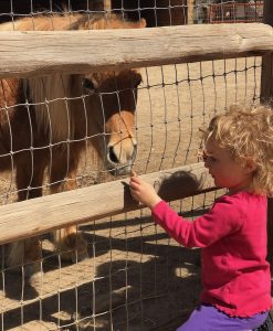 Toddler at Petting Zoo Pioneer Ranch