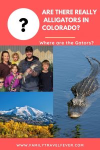 Are there Alligators in Colorado? 