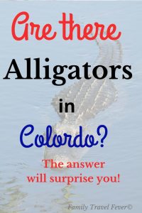  Are there alligators in Colorado?   Colorado is an unexpected place to see alligators.  Surprisingly, you can find over 300 alligators (and other reptiles)  basking in the Colorado sunshine and soaking in a natural hot spring in the San Luis Valley at the Colorado Gators Reptile Park.  