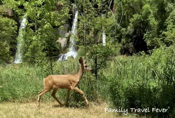 Wildlife viewing and photography include mule deer at Rifle Falls State Park