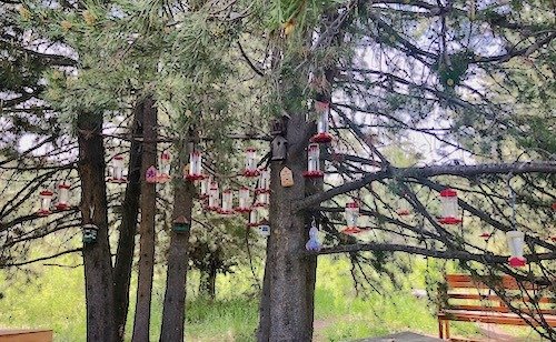 Hummingbird Feeders at the Hummingbird Sanctuary in South Hills of the Sawtooth National Forest near Twin Falls Idaho