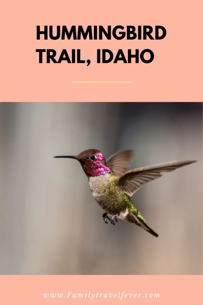 A small but intriguing hummingbird sanctuary is located just over an hour from Twin Falls Idaho in the Sawtooth National Forest.  The locals refer to it as the "Hummingbird Trail" or "Home of the Hummingbirds" in South Hills. They eagerly await for the road to open every spring to visit. 