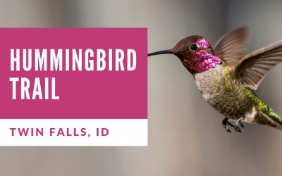 How to See the Hummingbird Sanctuary in Idaho (Photos and Directions)