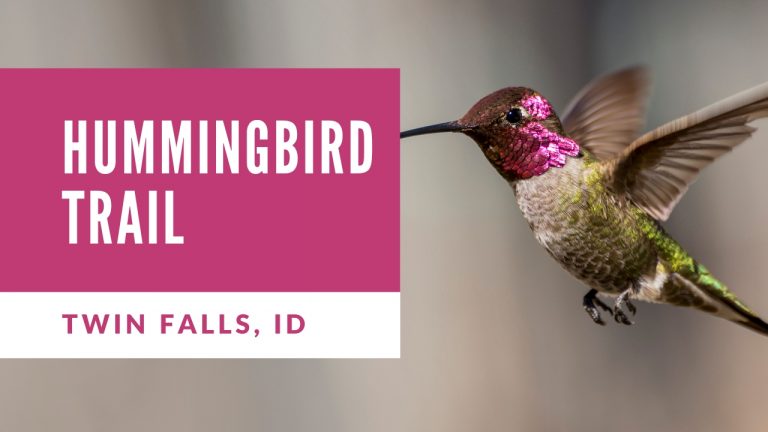 How to See the Hummingbird Sanctuary in Idaho (Photos and Directions)