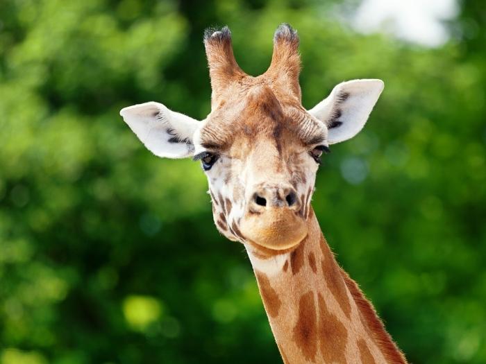 A portrait shot of a giraffe 