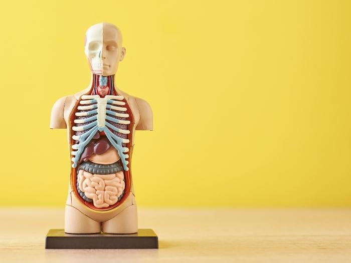 Human body anatomy statue