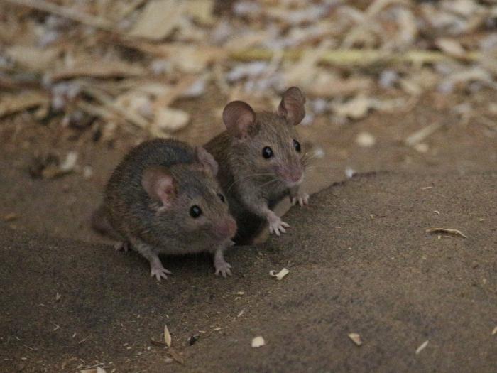 7 Expert Tricks to Keep Mice Out of Your RV or Travel Trailer in Winter