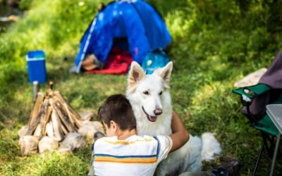 11 Best Pet-Friendly Campgrounds in Connecticut