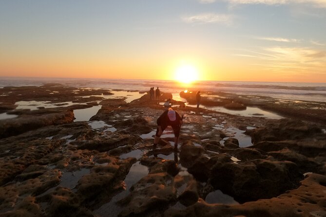 Explore san diego tide pools with a marine biologist what you can expect from this tide pool tour