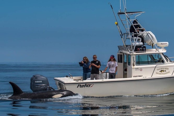 Private family whale & dolphin adventure in san diego an in depth look at the experience