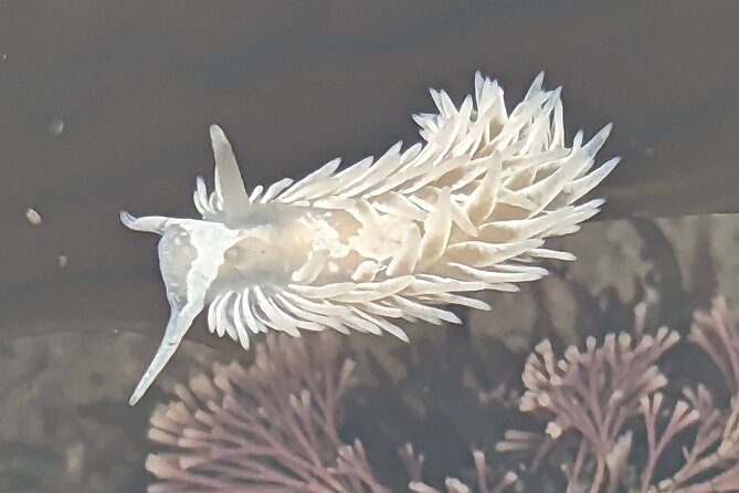 Explore San Diego Tide Pools with a Marine Biologist - Why This Tour Offers Excellent Value