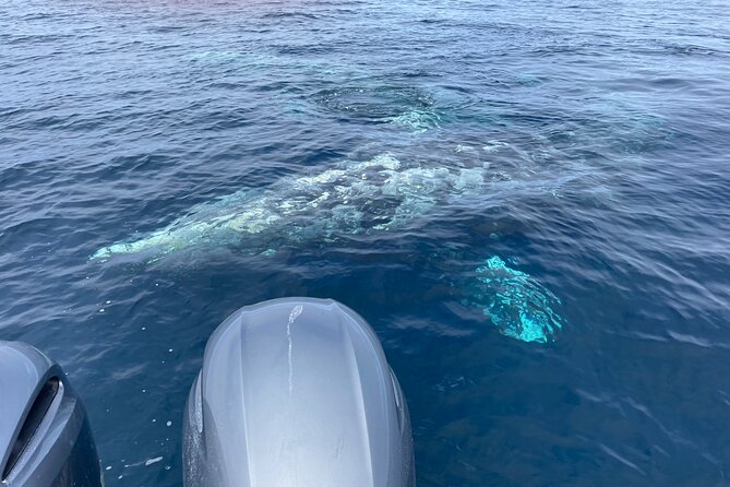 Private Family Whale & Dolphin Adventure in San Diego - Why Is This Tour a Good Value?