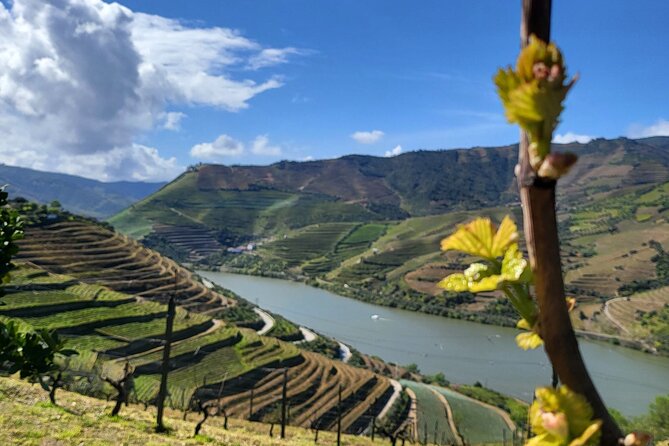 Private Tour in the Douro with Family Vineyards and Miradouro - The Value and What Travelers Say