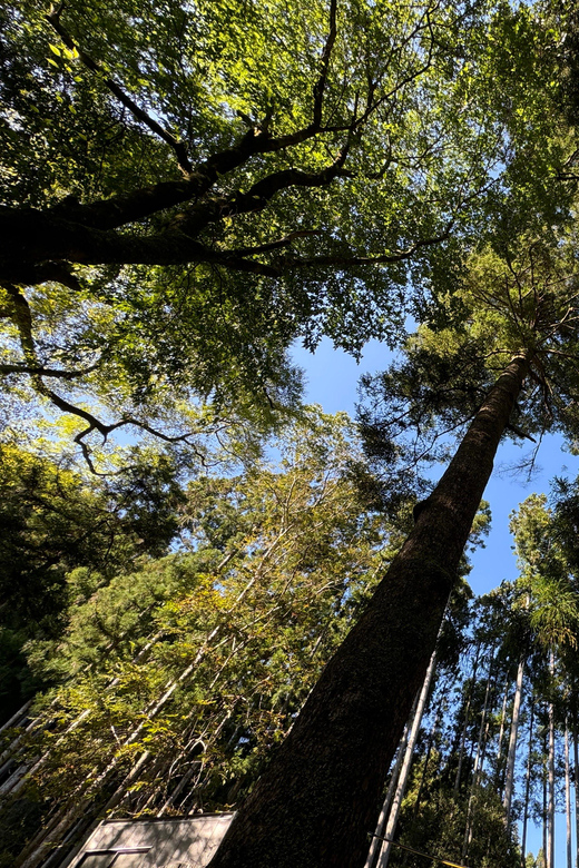 Kyoto: Kifune Shrine and the Sacred Kifune Valley Day Trip - Who is This Tour Great For?