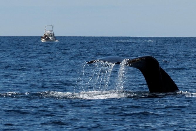 Private Family Whale & Dolphin Adventure in San Diego - Who Will Love This Tour?