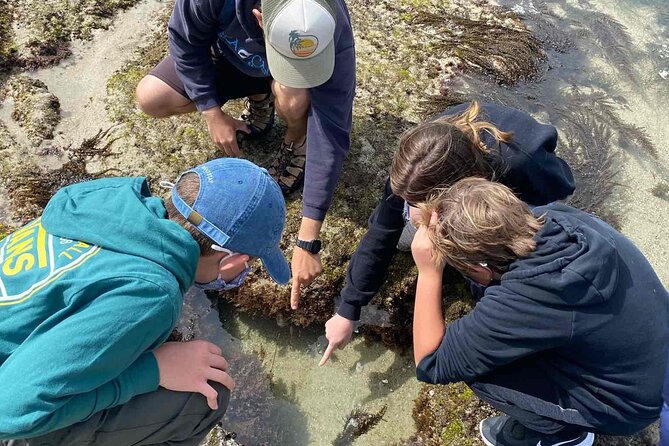 Explore San Diego Tide Pools with a Marine Biologist - Who Should Consider This Experience?