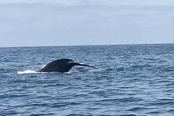 Private Family Whale & Dolphin Adventure in San Diego - Final Thoughts