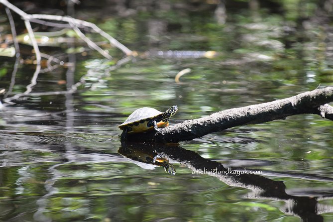 Self Guided Family Friendly Kayak Rental Experience Old Florida - Who is This Tour Best For?