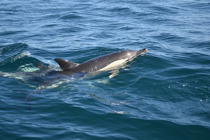 Cheapest Family Friendly Boat Trip From Vilamoura Algarve - FAQ About the Vilamoura Family Boat Trip