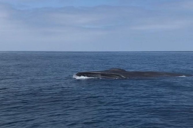 Private Family Whale & Dolphin Adventure in San Diego - FAQ