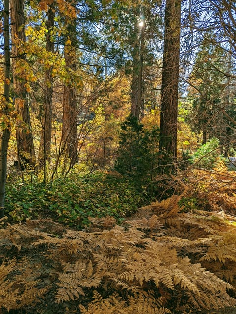 Big Bear: Family-Friendly Nature Walk w Hot Chocolate - FAQ about the Big Bear Family-Friendly Nature Walk