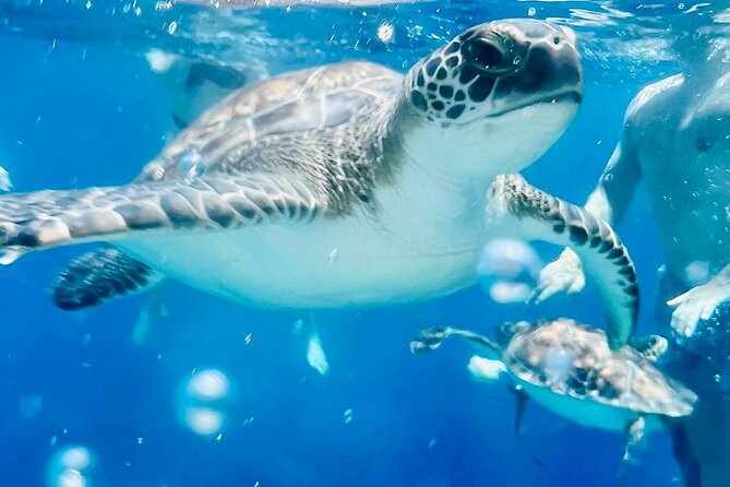 DREAM of TURTLES - Luxury Yacht Cruise - BBQ meal - 1 free drink - A Detailed Look at the Itinerary