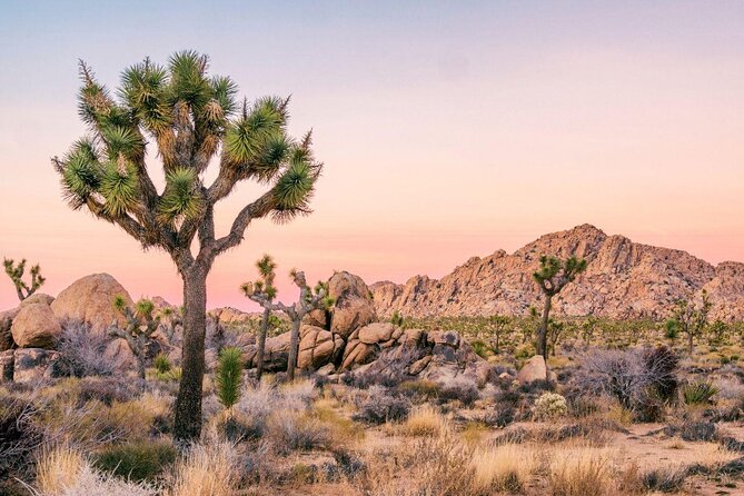 Family Rock Climbing Trips in Joshua Tree National Park (6 Hours) - Highlights