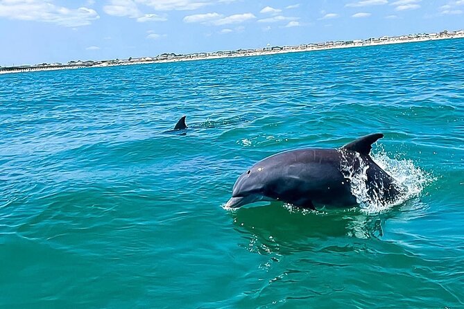 Sea thunder cruise 2 hour tour surrounded by dolphins in s.c highlights