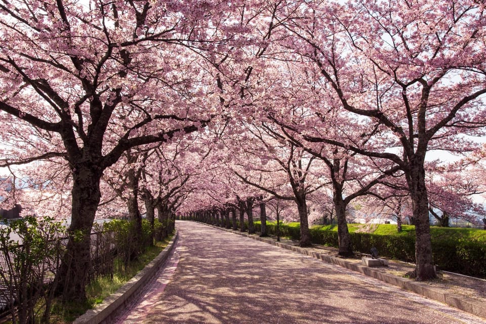 Tokyo : Private 3 hours Private Tour with a Local Guide - Highlights