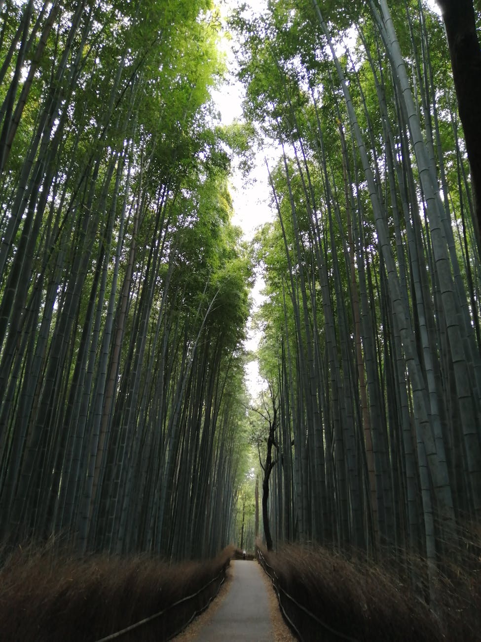 Towering bamboo stalks along pathway in Arashiyama Bamboo Grove Kyoto