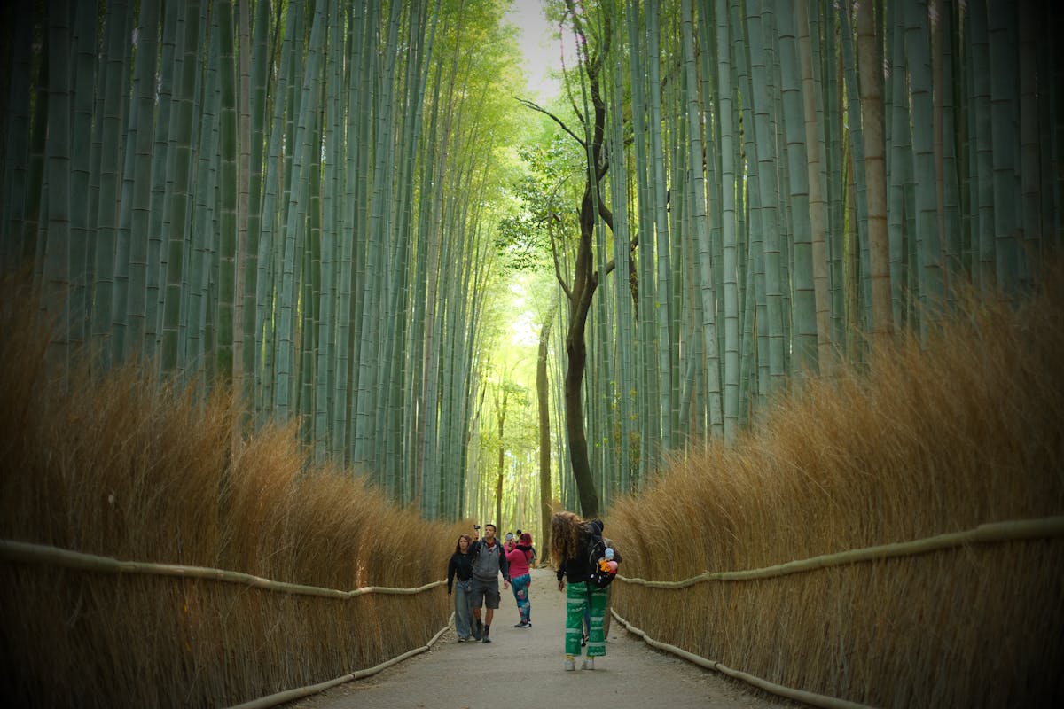 Visitors strolling through the Arashiyama Bamboo Grove in Kyoto
