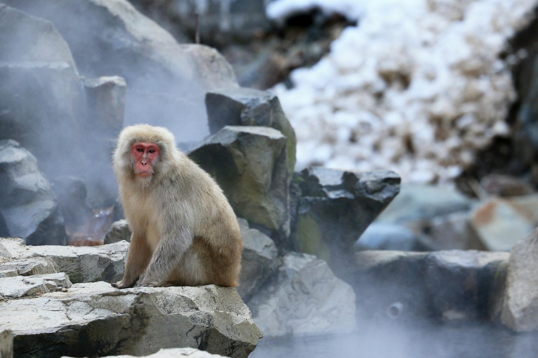 Japanese macaque relaxing in a hot spring surrounded by rocks
