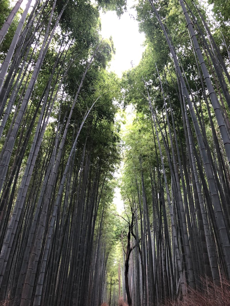 Towering bamboo grove pathway in Arashiyama Kyoto