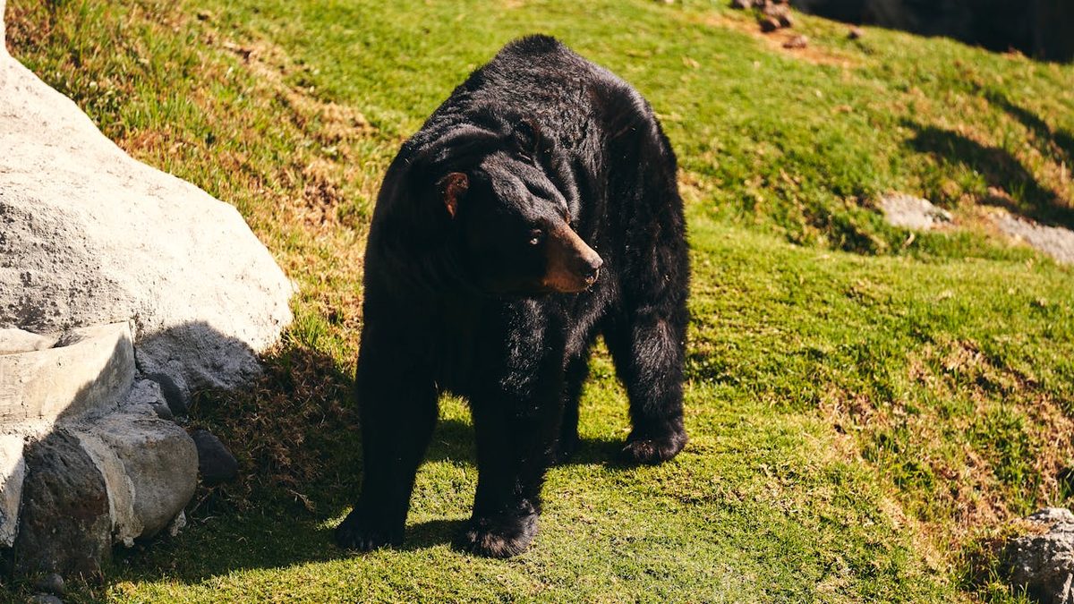 Black bear walking through grass in its natural habitat