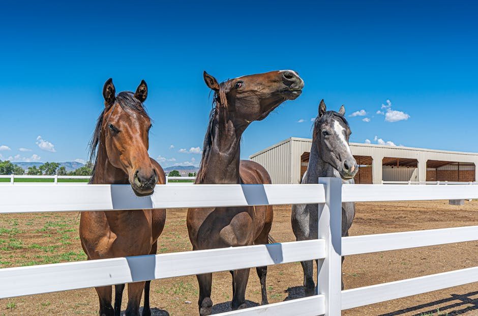 Horses at a dude ranch property with clear blue sky
