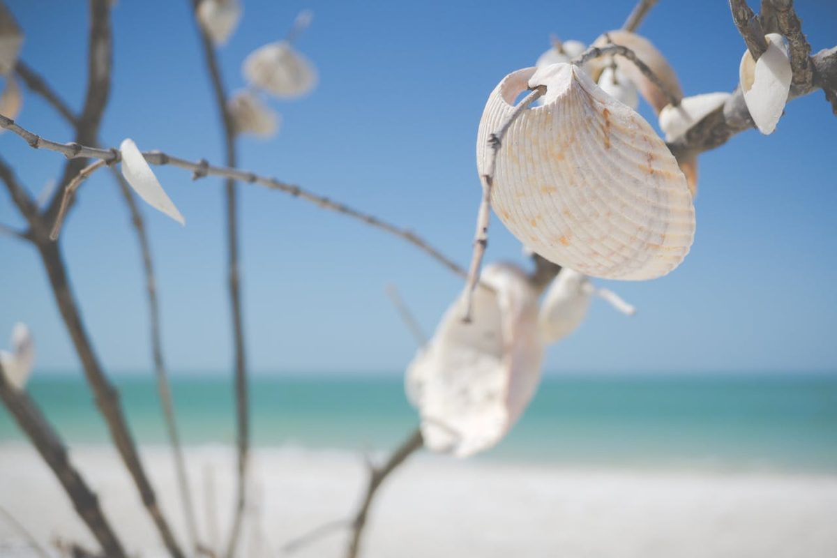Seashells hanging on a sunny beach on Sanibel Island Florida