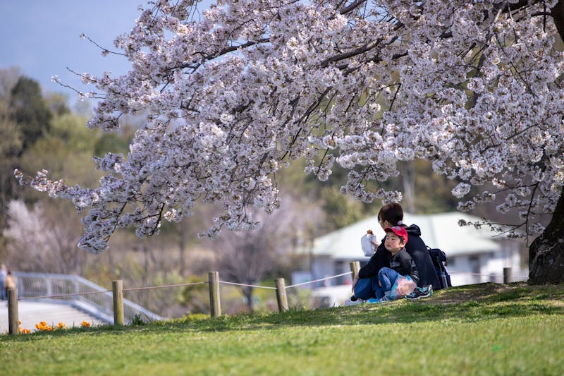 A child and adult enjoying springtime under a cherry blossom tree in Japan