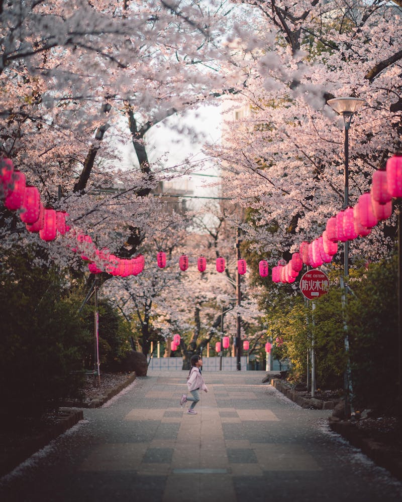 Child running joyfully beneath cherry blossoms and traditional lanterns in spring
