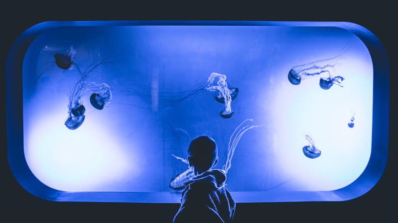 Child captivated by vibrant jellyfish swimming in a dimly lit aquarium exhibit