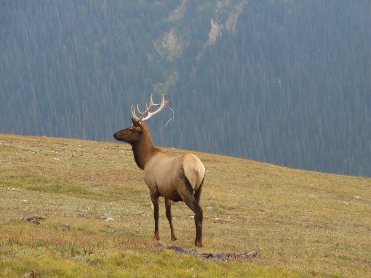 Elk standing alert in mountain landscape