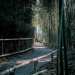 Bamboo pathway in Arashiyama Kyoto