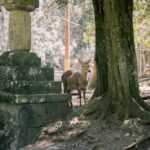 Deer in Nara Park Japan