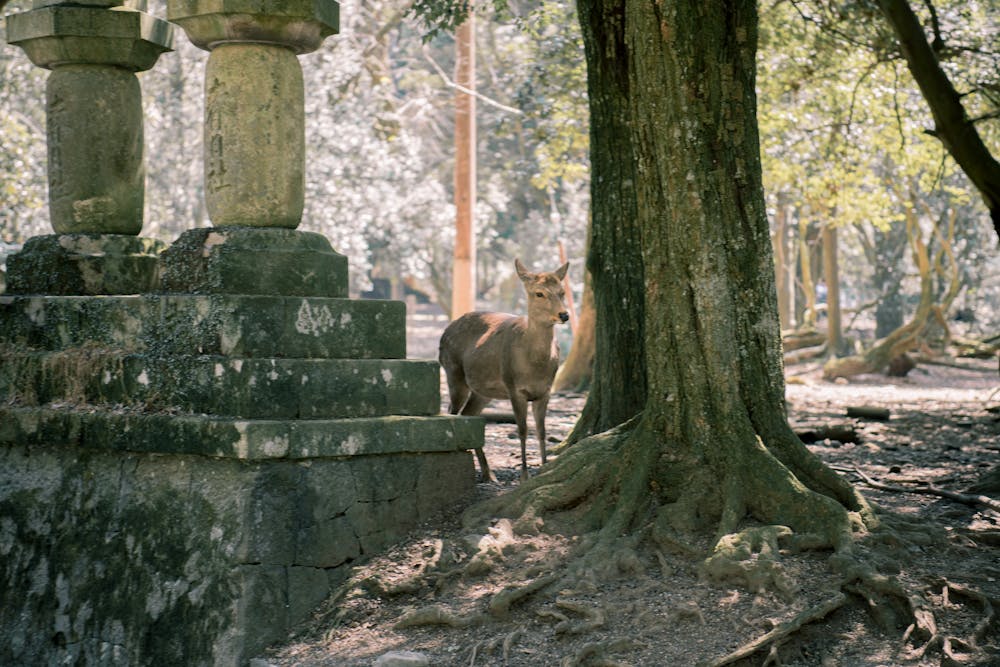 Deer in Nara Park Japan