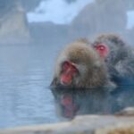 Japanese macaques in hot spring Nagano