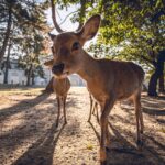 Deer in Nara Park Japan