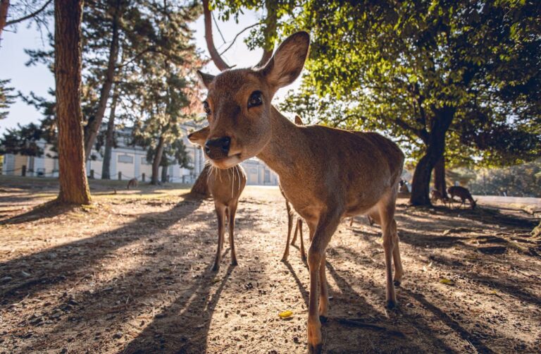 Deer in Nara Park Japan