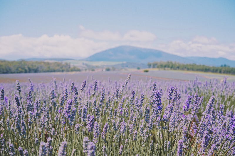 Lavender field with mountain backdrop in Furano Hokkaido