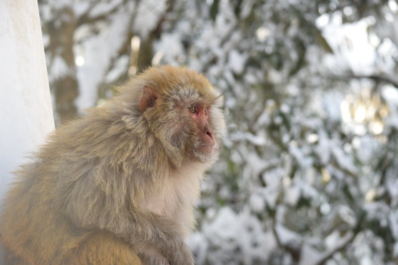 Japanese macaque sitting in a snow-covered forest on the path to Jigokudani Monkey Park
